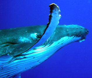 Humpback whale - photo by Jennifer Gacich