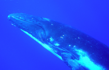 Humpback whale - photo by Jennifer Gacich