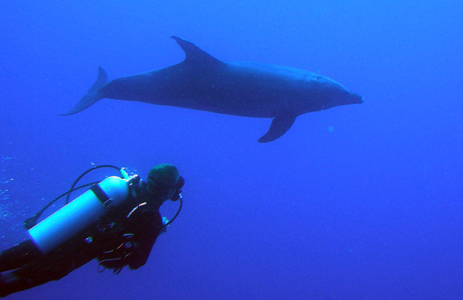 Diving with dolphins - photo by Jennifer Gacich