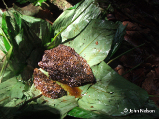 Freshly gathered forest honeycomb © John Nelson