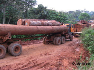 Logging in Cameroon rainforest  Image  © John Nelson