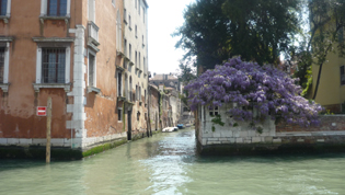 Wisteria on the Grand Canal – Photo Gill McBride