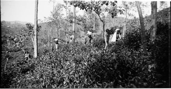 ‘Ceylon’ c. 1930. Tea pluckers and overseers. Camellia sinensis, imported from northeastern India, the shade 
