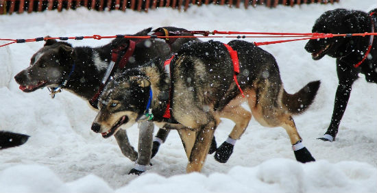 Those eyes have a lot to tell - huskies at the Anchorage Starting Line - Photo © Emanuele Equitani
