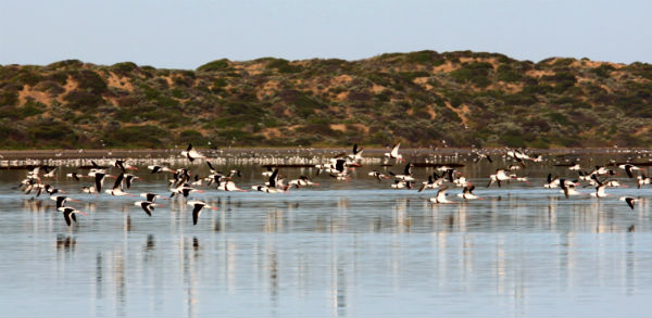 Banded stilts - nomadic wader birds native to Australia - Coorong. Photo © Mark Ziembicki