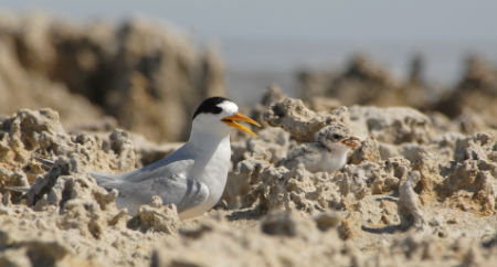 Fairy Tern with chick. Fairy tern nesting sites are tiny rock islands in the middle of the Coorong south lagoon. Fairy terns are rare and endangered; there are less than 5000 world-wide of which 3000 are found in Southern Australia. The Coorong - Murray Mouth region's population has plummeted to a few hundred in recent years. But this year we've banded nearly 100 chicks, so their numbers are starting to increase. Photo © Lydia Paton