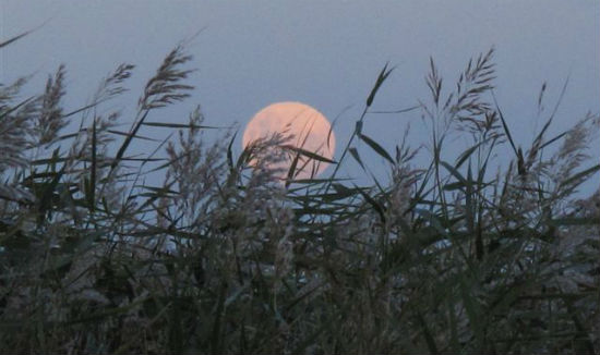 Rising moon over Lake Alexandrina. Photo © Alastair Wood