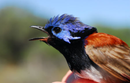 Variegated Fairy-wren Male. Coorong. Photo © Lydia Paton