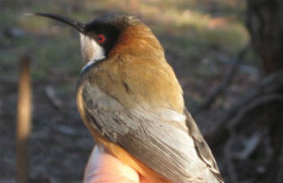 Eastern Spinebill, a species of honeyeater found in south-eastern Australia. Photo © Alastair Wood