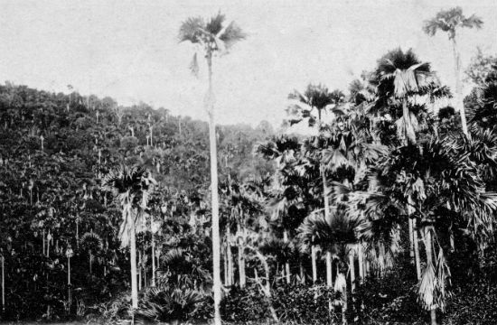 Palms of the Seychelles