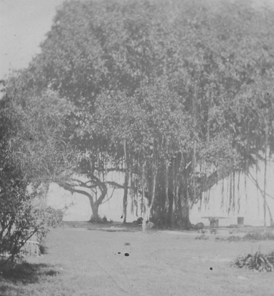 The huge banyan tree of Frigate Island
