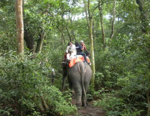 Elephant Safari in Chitwan Park