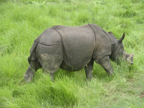 One-horned rhinoceros grazing in Chitwan Park