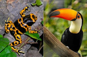The proposed Nicaragua Grand Canal would pass through many sensitive ecosystems in eastern Nicaragua, with impacts on species such as the yellow-banded poison dart frog and the toucan. (Photo credits: Wikimedia Commons).