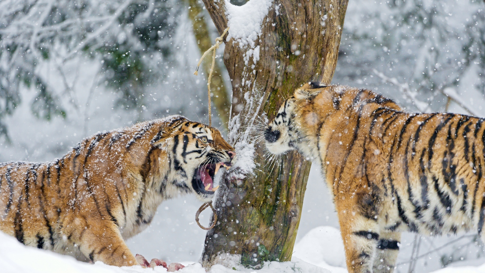 The Amur tiger (Photo from picsfab.com)