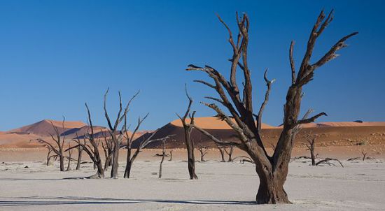 The Dead Vlei. Photo by Ikiwaner GNU Free Documentation License 1.2