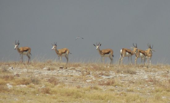 Springboks in Etosha National Park. Photo by Olga Jazzarelli 