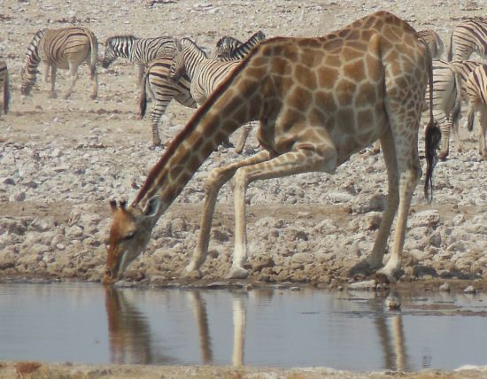 Giraffe at waterhole in Etosha Pan. Photo by Olga Jazzarelli
