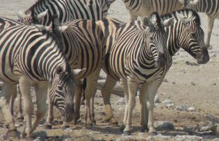 Zebras in Etosha Pan, Namibia. Photo by Olga Jazzarelli
