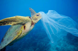 Eight million tonnes of plastic finds its way into the oceans each year, threatening marine life and human health (Image: Troy Mayne/Greenpeace)