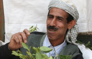 Yemeni qat eater