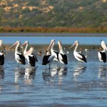 Australian Pelican - Coorong North Lagoon - Photo © Lydia Paton