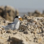 Fairy Tern and chick. Photo © Lydia Paton