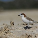Red-capped Plover - West Cattle Island - Photo © Lydia Paton