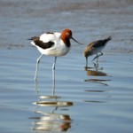 Red-necked Avocet with Sharp-tailed Sandpiper - Coorong North Lagoon - Photo © Lydia Paton