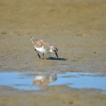 Red-necked Stint - Coorong North Lagoon - Photo © Lydia Paton