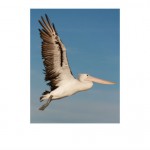 Pelican - Lower Lakes - Photo © Nick Williams