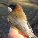 Eastern Spinebill, a species of honeyeater found in south-eastern Australia. Photo © Alastair Wood