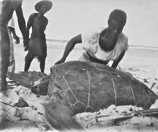Local folk and an unfortunate female turtle