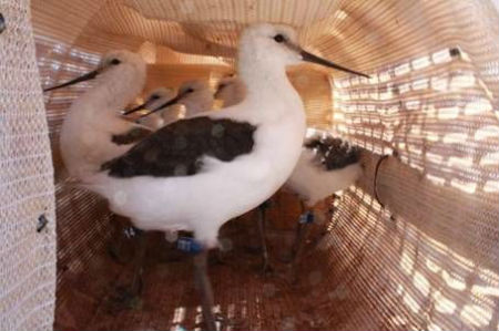 Banded stilt chick at fledgling stage - Photo © Alastair Wood