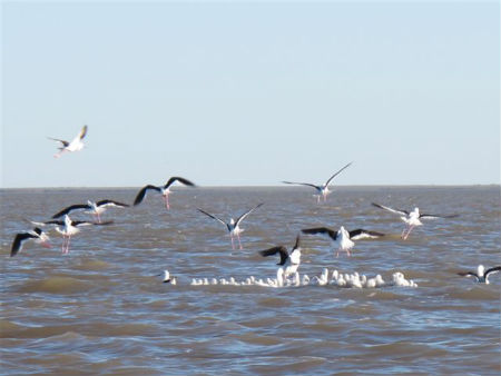 Banded stilt families on the water - Photo © Alastair Wood