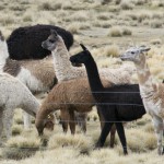 Llamas and alpacas graze in herds on the level heights of the Andes in Southern Peru. Photo © Gianni Bernacchia