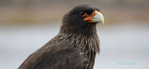One of the caracaras. Photo © Lara Novak