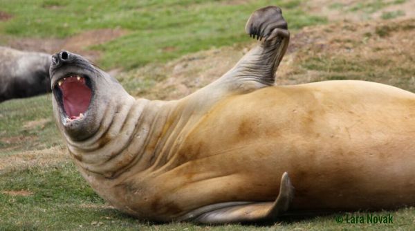 Elephant seal on Carcass Island. Photo © Lara Novak
