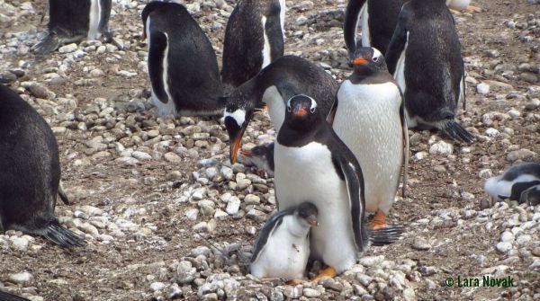 Magellan penguins. Photo © Lara Novak