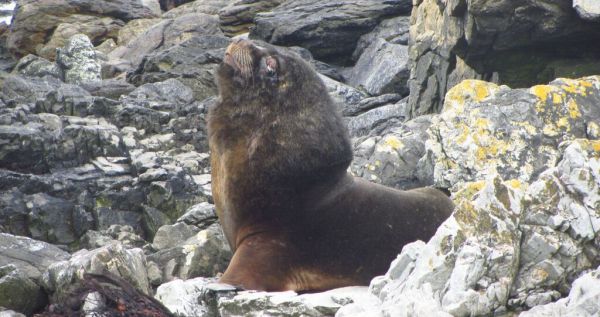 Sea lion on Steeple Jason. Photo by Bettina Elten
