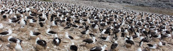 Thousands of albatross nesting on Steeple Jason. Photo by Bettina Elten