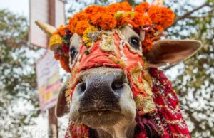 A decorated cow